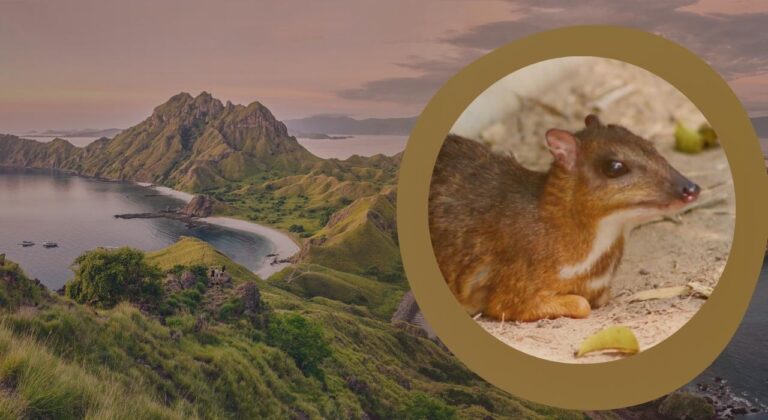 Mouse Deer: Are They Going Extinct? Explained